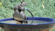 PICTURES/Gambels Quail/t_Qial & Pigeon in birdbath.JPG